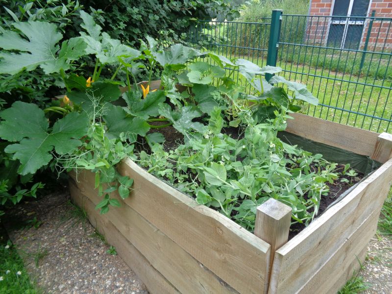 In unserem Nasch- und Gemüsegarten wird verschiedenes Obst und Gemüse angebaut